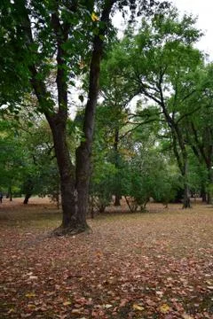 Vertical view of the trees in the park for a walk in the city of Nalchik  Stockfoto's