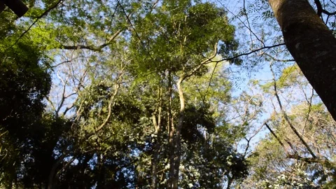 Vertical view of trees in rainforest Stock Footage 114777748