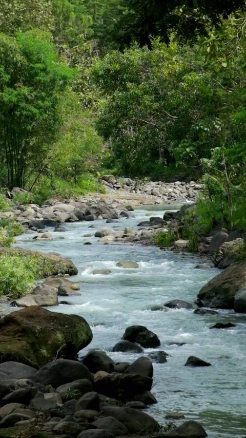 Vertical view of a tropical rainforest river flowing quietly Stock Footage 336829025