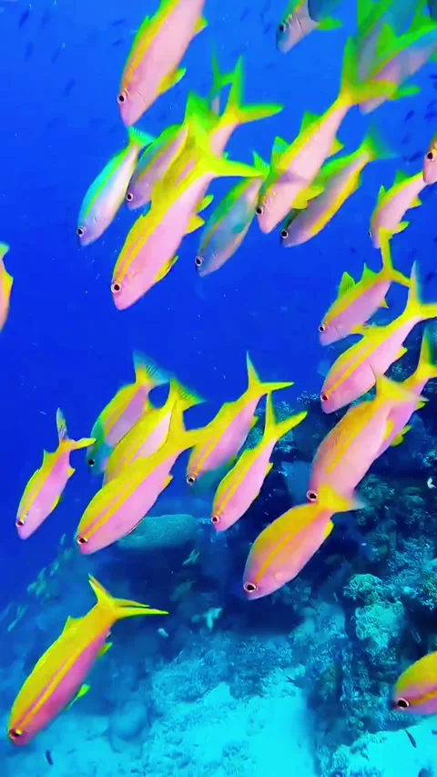 Vertical View of Tropical Yellow Fish Navigating Branching Coral Formations Stockbeeldmateriaal 336666545
