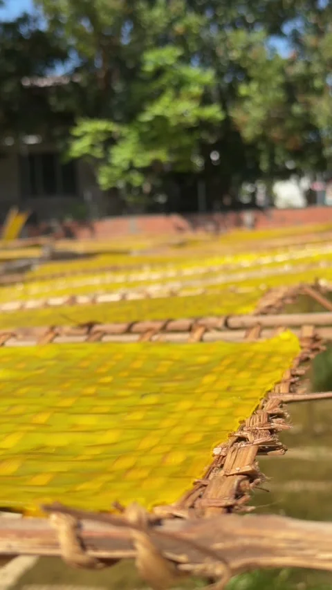 Vertical view of turmeric rice paper covering trays across a wide drying area at 動画素材 332300845