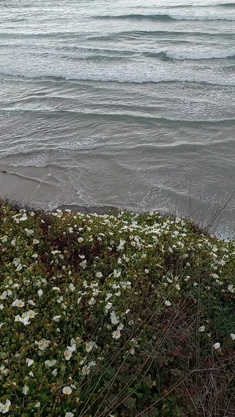Vertical view of turquoise ocean waves and coastal bush in Spain Vídeo Stock 337655146