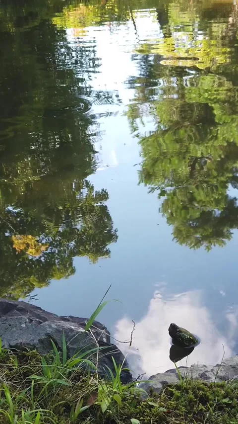 Vertical View of Turtle Resting on Rock in Japanese Garden Pond with Sky Stock Footage 346310449