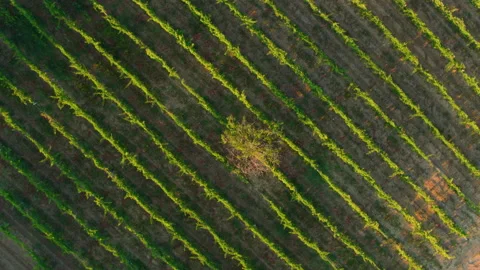 Vertical view of Tuscan vineyard with illuminated tree in the centre. Stock Footage 138422105