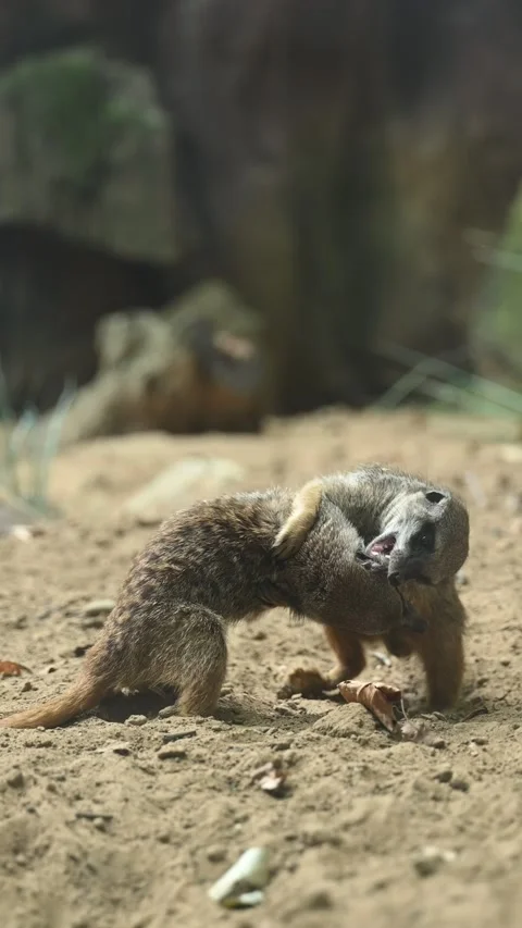 Vertical view of two little meerkat mongooses fighting on the sandy ground Stock Footage 211834346