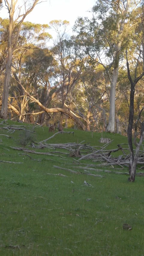 Vertical View Of Two Western Grey Kangaroos Play Fighting In The Barossa Stock Footage 333662073