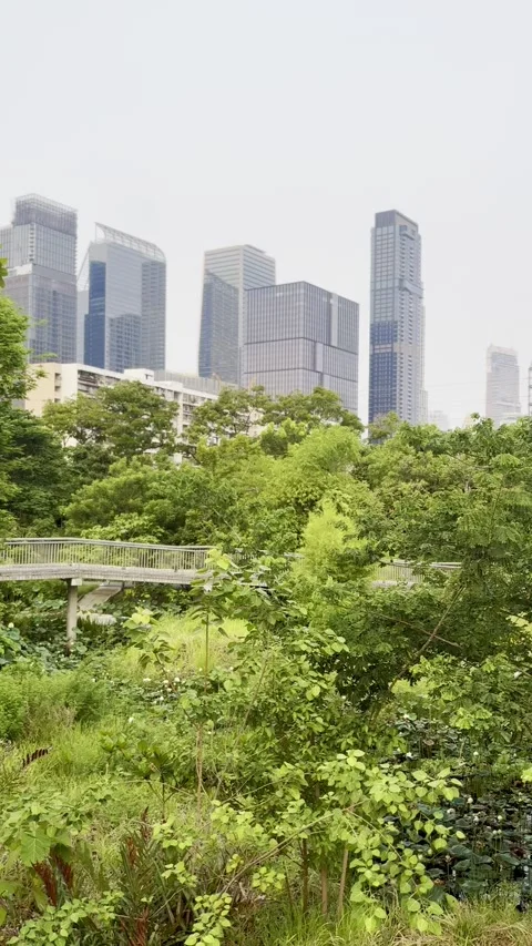 Vertical View of Urban Park Skywalk and City Skyline Stock Footage 338429531