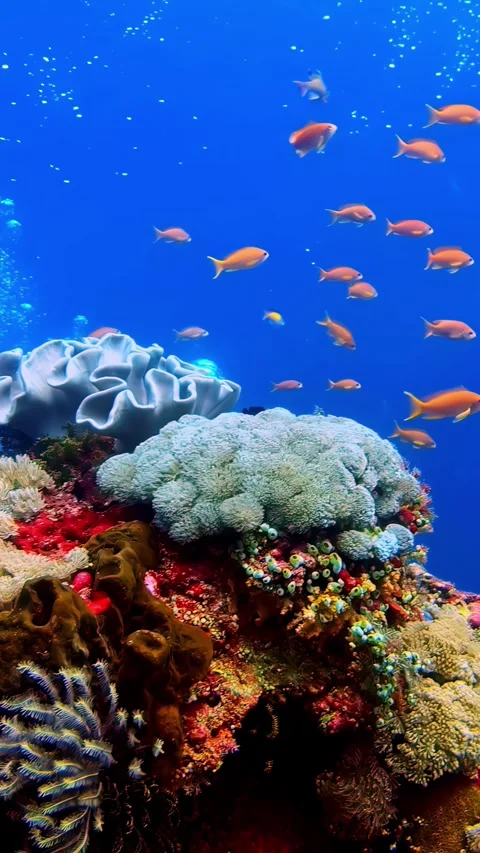Vertical View of Vibrant Coral Reef with Orange Fish and Brain Coral Stock Footage 312198026