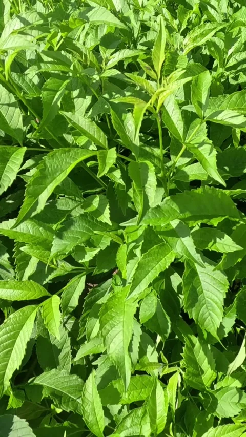 Vertical View of Vibrant Green Leaves Swaying in Bright Sunlight Vídeo Stock 326401809