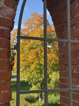 Vertical View of a Vibrant Orange Tree Through an Arched Brick Window Fotos de archivo