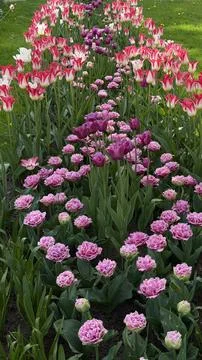 Vertical view of a vibrant spring flower bed with pink fringed tulips and Stock Photos