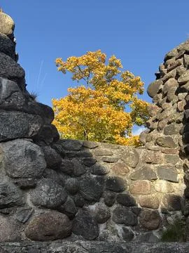 Vertical View of a Vibrant Yellow Tree Framed by Ancient Stone Ruins Fotos de archivo