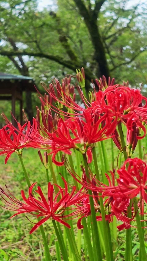 Vertical View of Vivid Red Spider Lilies in Autumn Stock Footage 346097886