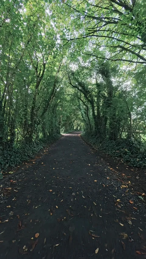 Vertical view of walking down a scenic tree-lined country path in a green forest Stock Footage 347944068