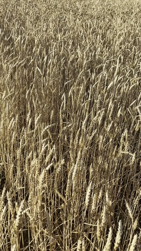 Vertical view of wheat swaying in summer breeze Stock Footage 313937963