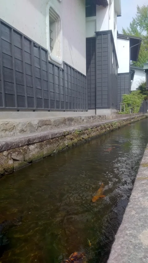 Vertical View of White Storehouses and Koi Fish Stock Footage 346649364
