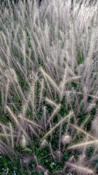 Vertical View of Wild Feather Reed Grass Stock Photos