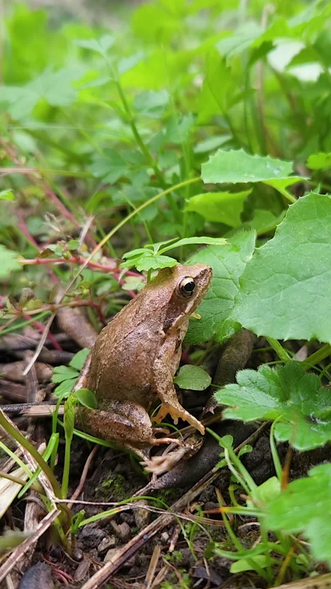 Vertical view of wild frog while resting on rain forest ecosystem, amphibian 4k 库存影片 345246442