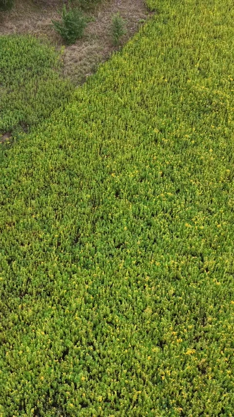 Vertical view. Wild Grass Field Illustrating Biodiversity and Nature Stock Footage 348630804