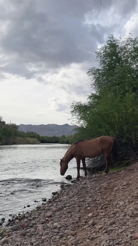 Vertical View Of A Wild Horse Drinking Water On The Salt River In Arizona 库存影片 308494594