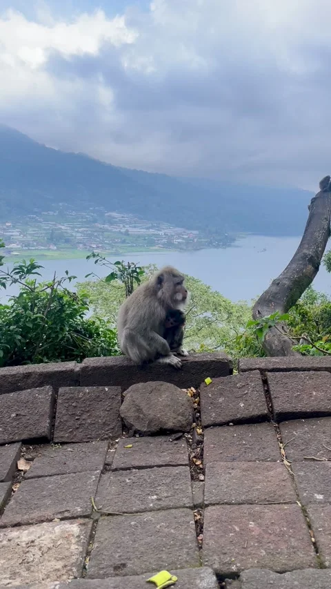 Vertical View of Wild Monkey Approaching Camera Lens Stock Footage 336249443