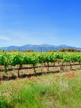 Vertical view on wine yard. Lines of growing leafy vines. Viticulture in So.. Stock Photos