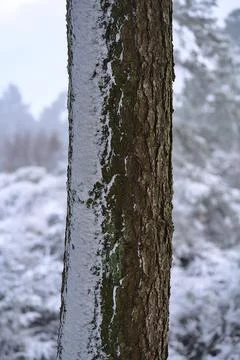 Vertical view of winter wind texture of snow on fir tree trunk in Ticknock Stock Photos