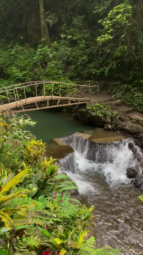 Vertical View Of Wooden Bridge Over Cascade Stream In Bali Jungle Vidéo 342194912