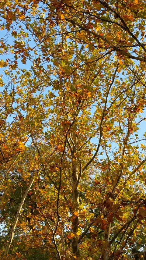Vertical view of yellow maple leaves moving gently in wind against blue sky . Stock Footage 343519853