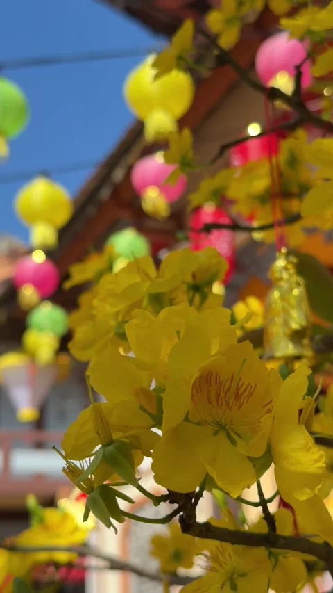 Vertical view of yellow Ochna flowers framed by festive red and yellow lanterns 库存影片 329615870