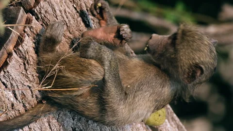 Vertical View Of Young Baboon Sitting On The Tree Trunk In The Forest. - 動画素材 252058066