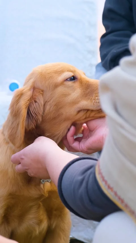 Vertical view of young Labrador retriever dog love with owner, golden pet dog Stock Footage 343792329
