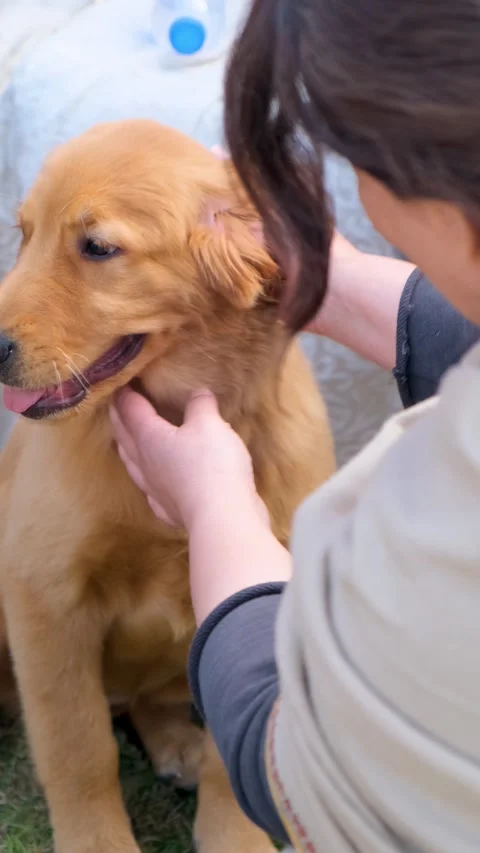 Vertical view of young Labrador retriever dog love with owner, golden pet dog Stock Footage 343792408