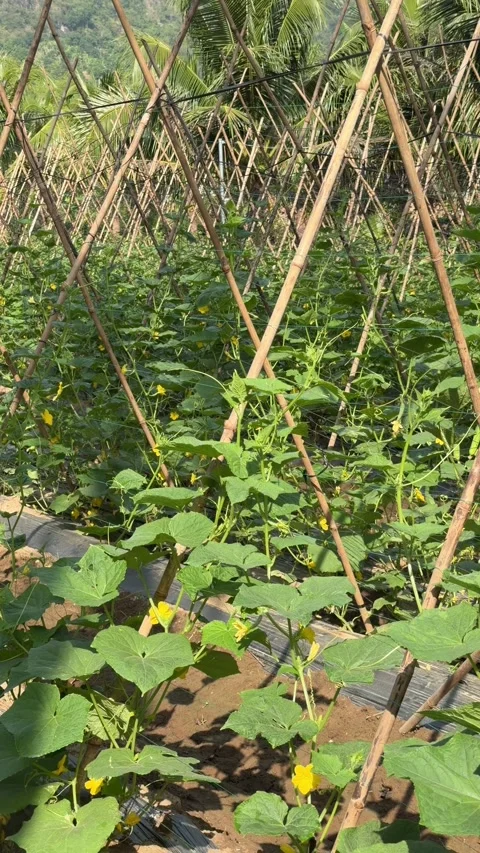 Vertical view of young luffa plants growing beside bamboo support poles arranged Stock Footage 331445727