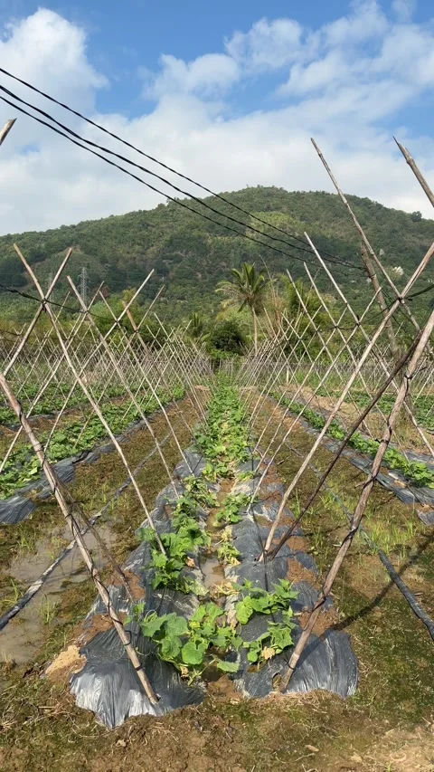 Vertical view of young luffa plants developing along bamboo support poles placed 動画素材 332300894
