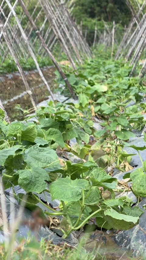 Vertical view of young luffa plants arranged beside bamboo support frames placed Video stock 335276666
