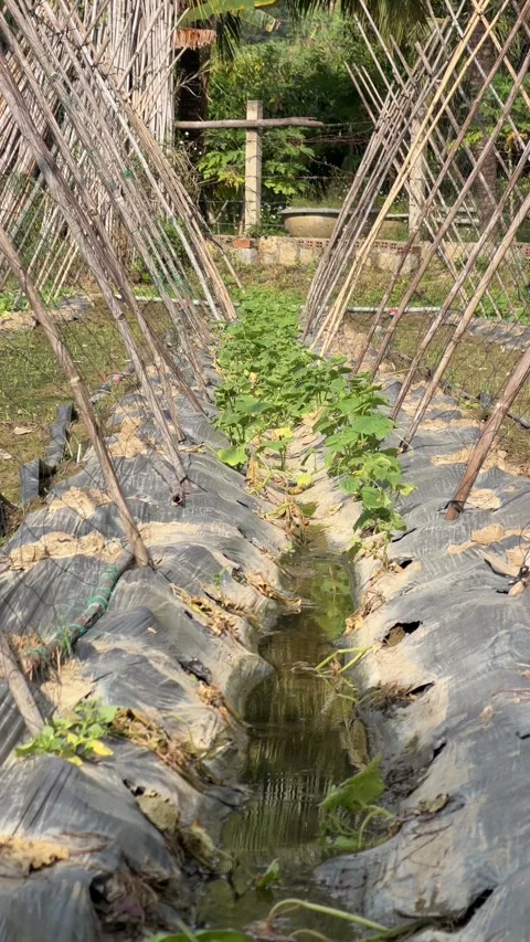 Vertical view of young luffa plants arranged beside bamboo support structures Stock-Footage 336236285
