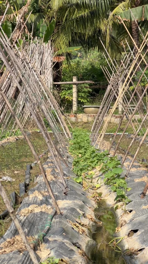 Vertical view of young luffa plants growing along bamboo trellis supports instal Stock Footage 338001340
