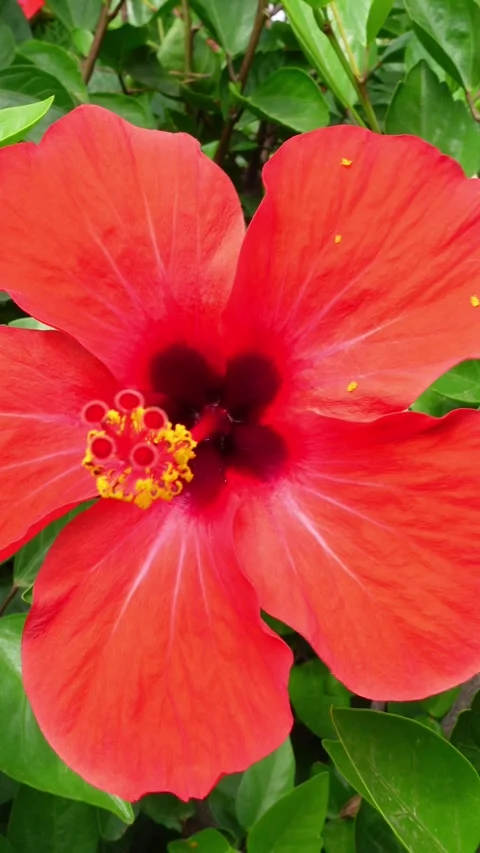 Vertical view zooming in and out of a vibrant red hibiscus flower Stock Footage 296489071