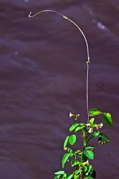  vertical vines form a pattern from right to left Stock Photos