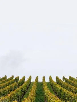Vertical vineyard rows beneath a large open sky with strong copy space Stock Photos