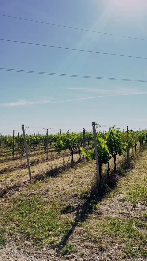 Vertical vineyard rows under a blue sky Stock Footage 334806242