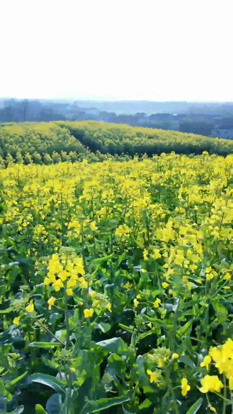 Vertical Visual Layers Yellow Fields, Green Trees, and Misty Hills Stock Footage 331546646