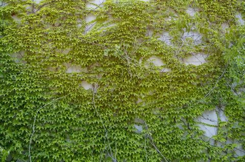 Vertical wall of fresh vine leaves in a park under natural sunlight. Dense Stock Photos
