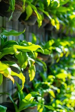 Vertical wall garden system under bright sunlight Stock Photos