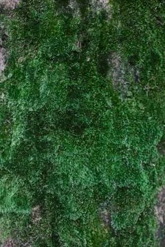 The vertical wall of green close-up moss Stock Photos