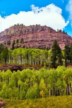 Vertical wall of mountains covered in fall aspen trees light green Foto stock