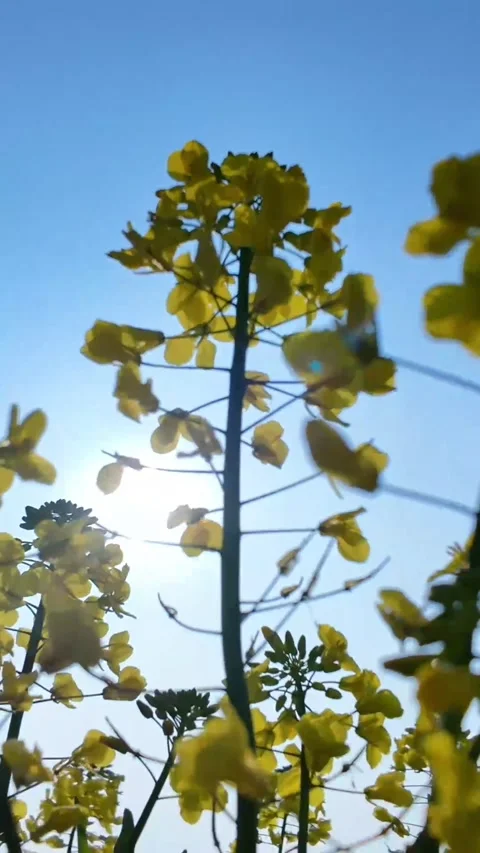 Vertical Warm Golden Hour Dappled Light on Yellow Rapeseed Blossoms Video stock 331485363