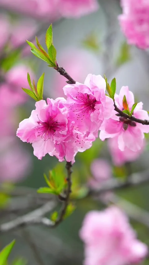 Vertical Warm Golden Hour Light on Three Pink Peach Blossoms Vídeos de archivo 331425423