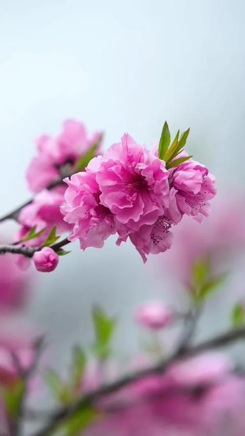 Vertical Warm Golden Hour Light on Pink Peach Blossoms Stock Footage 331482283